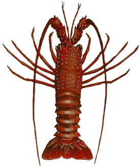 This is not a krayfish
